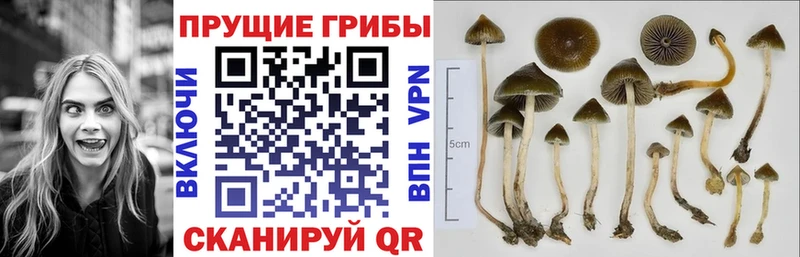 Галлюциногенные грибы мухоморы Чаплыгин